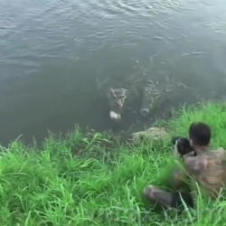 Chụp hình cá sấu khá nguy hiểm