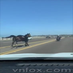 Xe chạy đua với ngựa nè